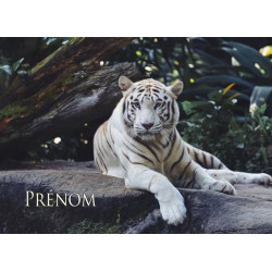 TIGRE BLANC